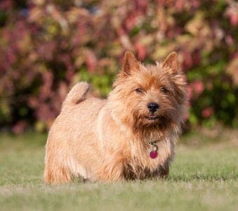 Norwich Terrier
