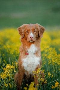 Nova Scotia Duck Tolling Retriever