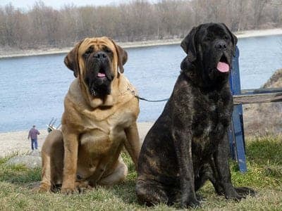 Old English Mastiff