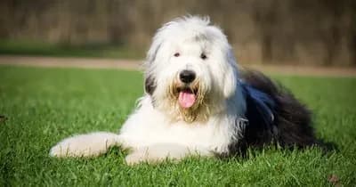 Old English Sheepdog