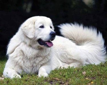 Owczarek Podhalanski