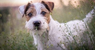 Parson Russell Terrier