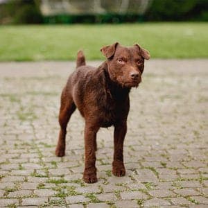Patterdale Terrier