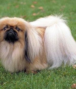Pekingese