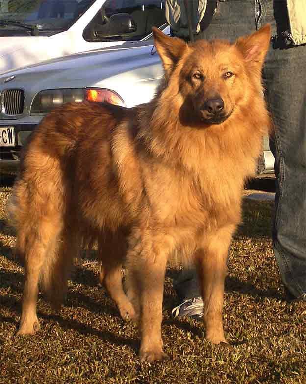 Perro de pastor garafiano