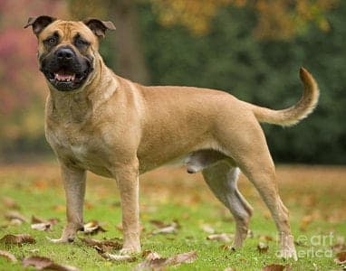 Perro de Presa Mallorquin