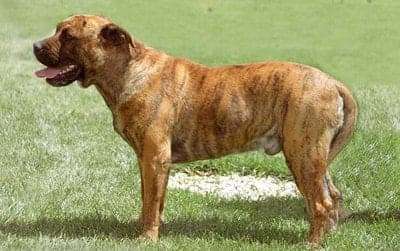 Perro Dogo Mallorquin