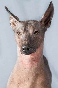 Peruvian Inca Orchid