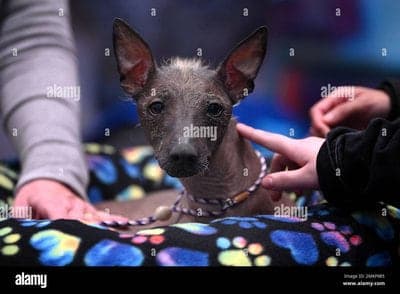 Peruvian Inca Orchid (Pio)