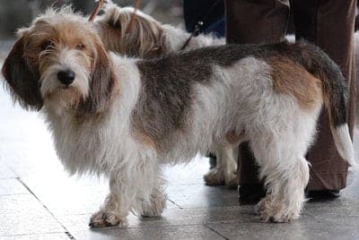 Petit Basset Griffon Vendeen