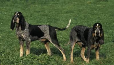 Petit Bleu de Gascogne