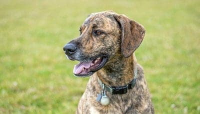 Plott Hound