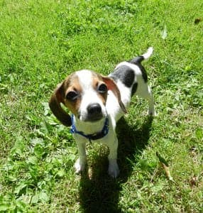 Pocket Beagle