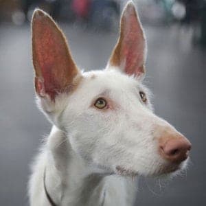 Podenco Ibicenco