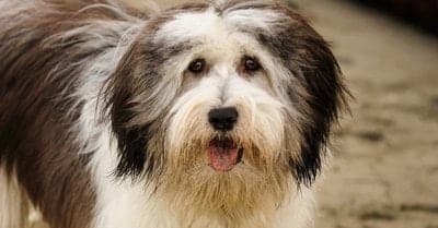 Polish Lowland Sheepdog