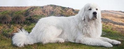 Polish Tatra Sheepdog