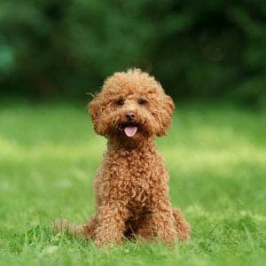 Poodle (Miniature)