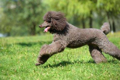 Poodle Standard