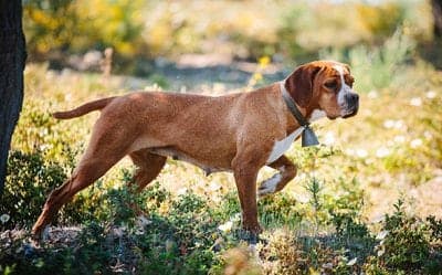 Portuguese Pointer