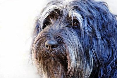 Portuguese Sheepdog