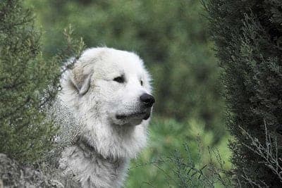 Pyrenean Mountain Dog