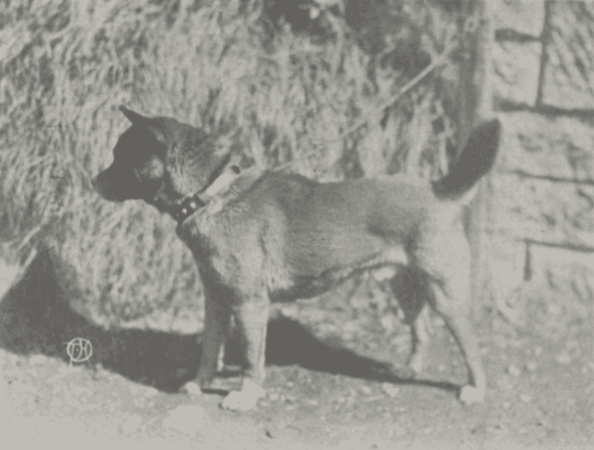 秩父犬