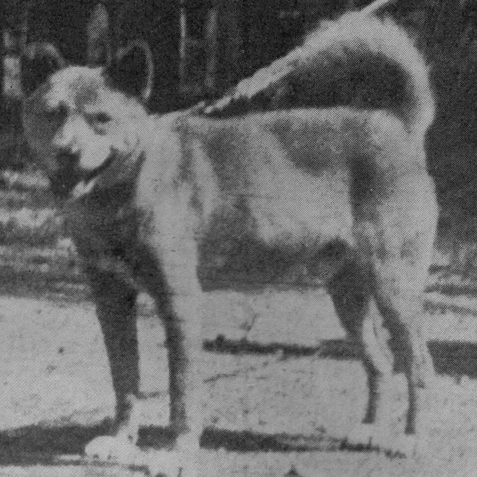 赤城犬