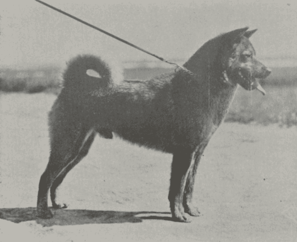 石州犬