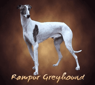 Rampur Hound