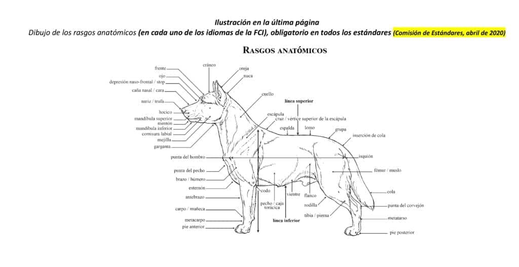 Ratonero Palmero