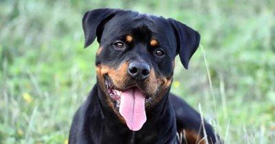Rottweiler