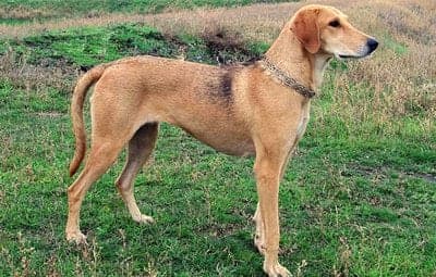 Russian Hound