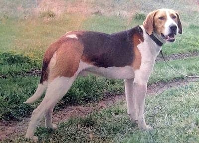 Russian Pied Hound