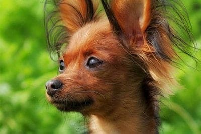 Russian Toy (Moscow Toy Terrier)