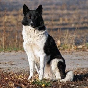 Russo-European Laika