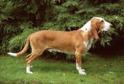 Sabueso Español (Alt)