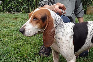Colombian Fino Hound