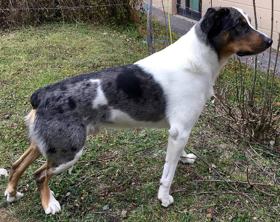 Savoy Sheepdog