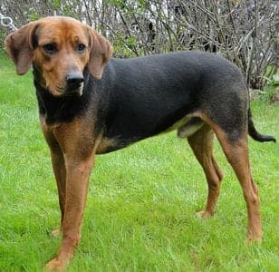 Schiller Hound