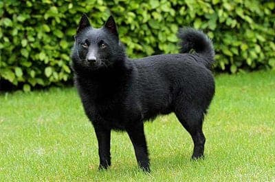 Schipperke