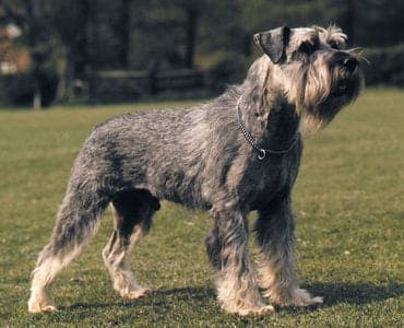 Schnauzer