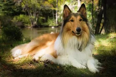 Scotch Collie