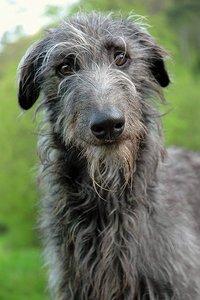 Scottish Deerhound