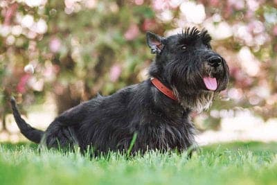 Scottish Terrier (Scottie)