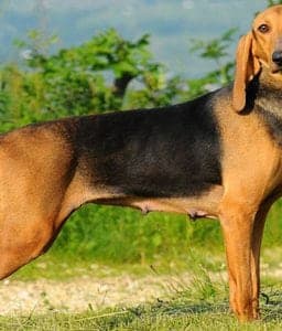 Segugio Italiano