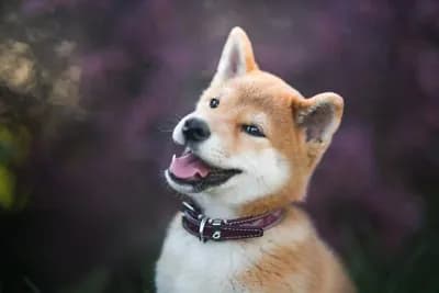 Shiba Inu
