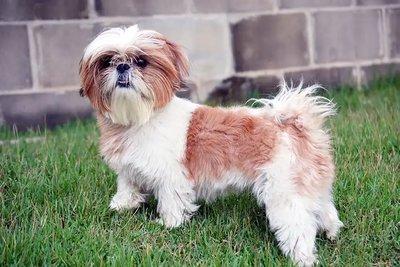 Shih Tzu