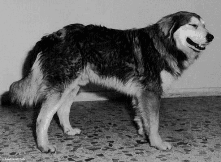 Sila Shepherd