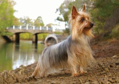 Silky Terrier