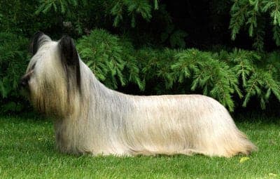 Skye Terrier